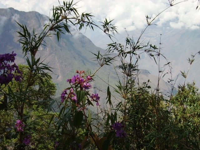 Trekker-review-Choquequirao-flora