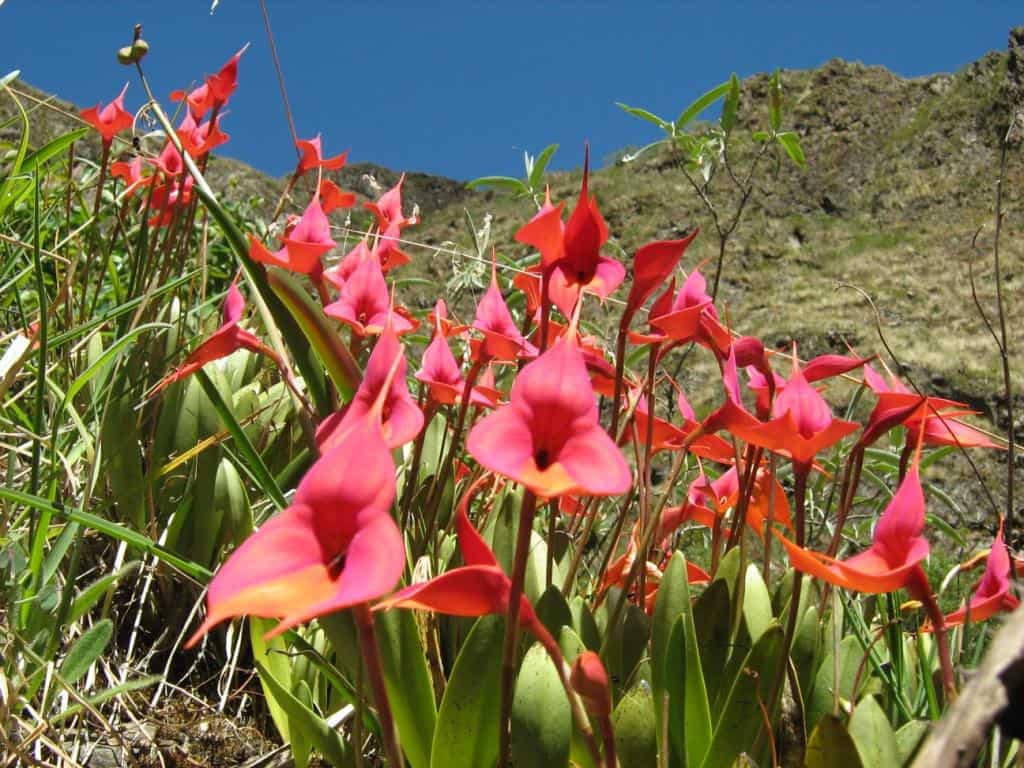 peru-orchids-machu-picchu