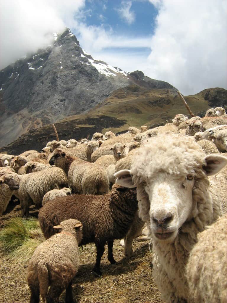 peru-adventure-fuzzy-locals