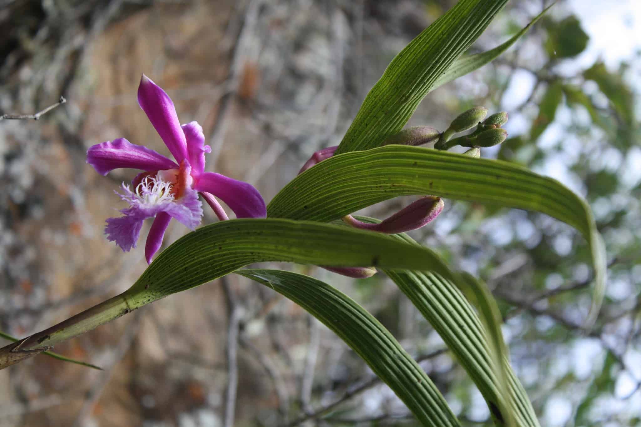 Choquequirao-hike-flower