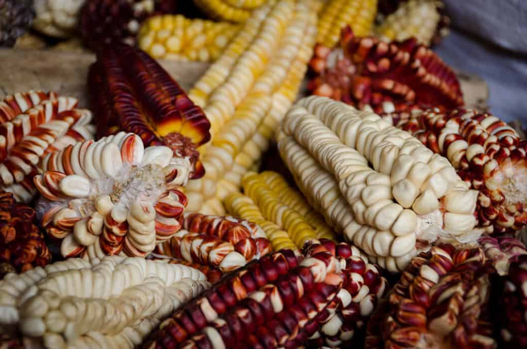 peruvian-corn-varieties