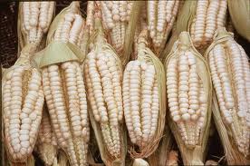 maiz-blanco-peruvian-corn