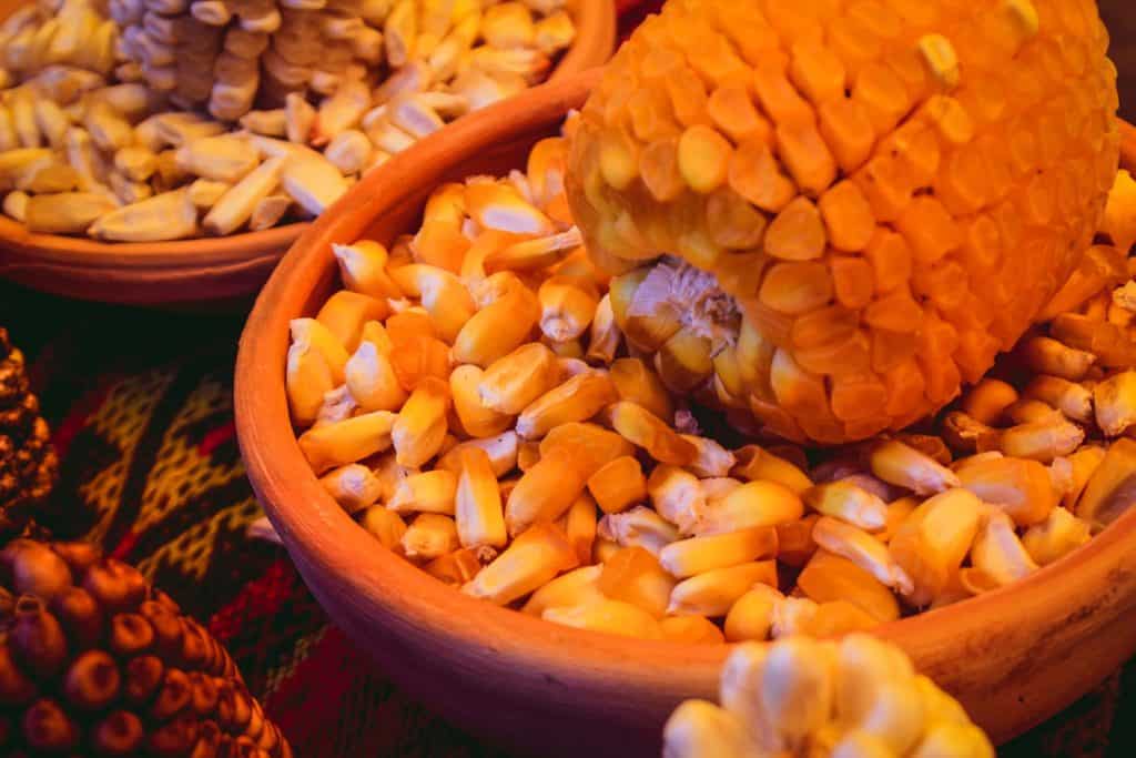 maiz-chullpi-corn-from-peru