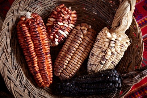 colorful-Peruvian-corn