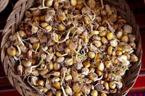 Sprouted-corn-used-to-make-chicha-de-jora.