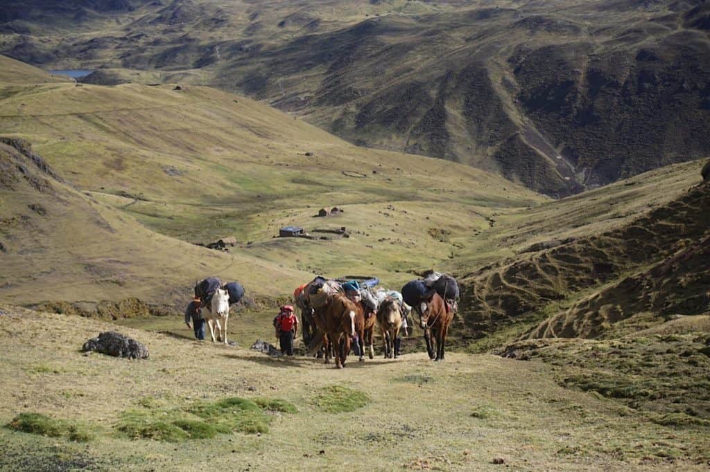 Lares-machu-picchu-horses