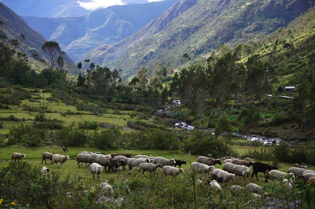 Lares-valley-sheep