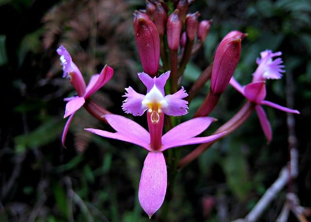 orchid garden at aguas calientes