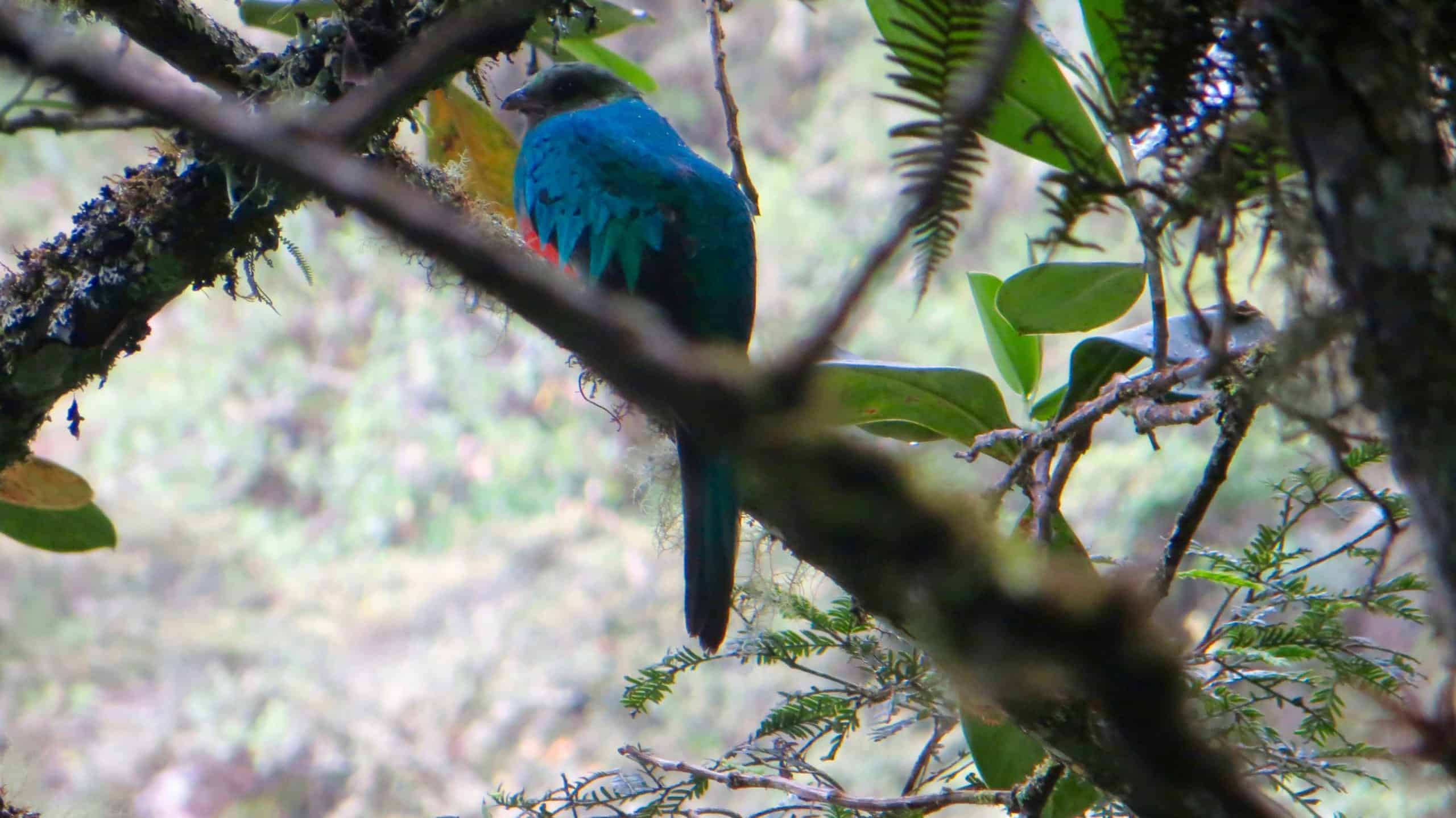 8Jesus and his family spot a quetzal