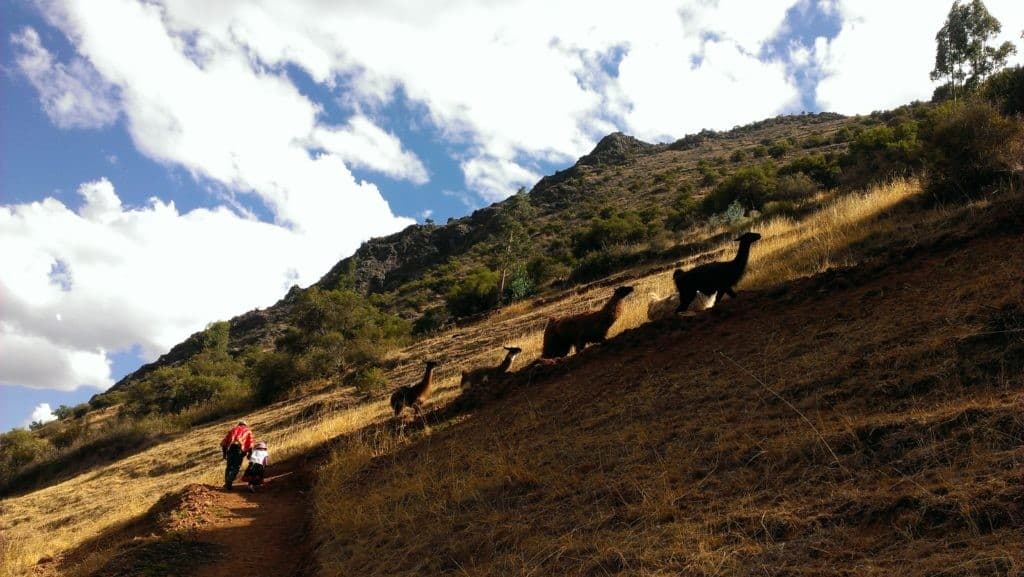 1-Miss M took hand, trekking with llamas, trekking with kids, sacred valley family holiday