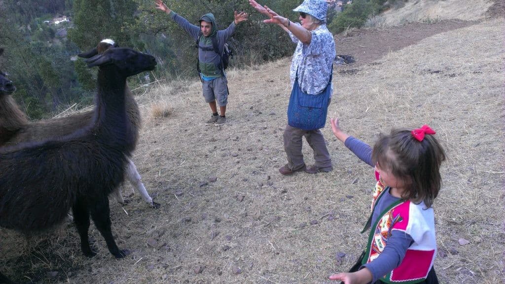 llamas-in-peru-up-close