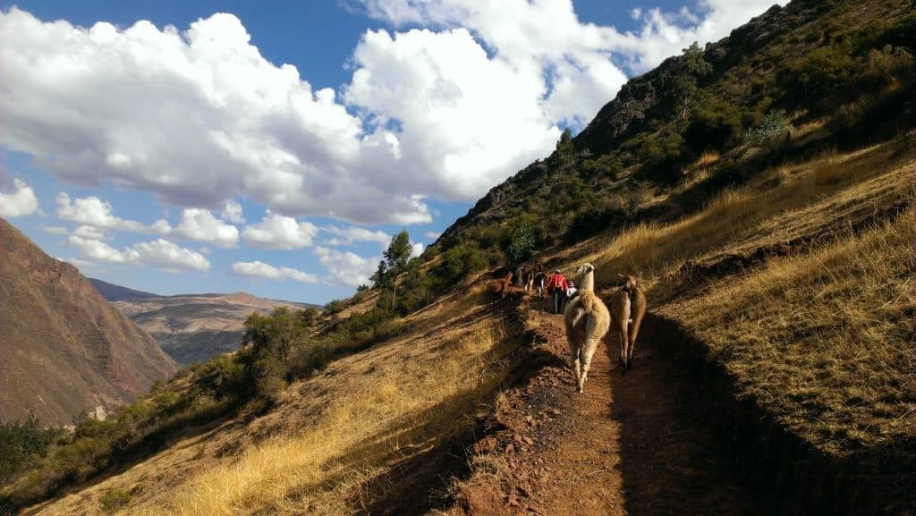 llamas-in-peru-no-erosion