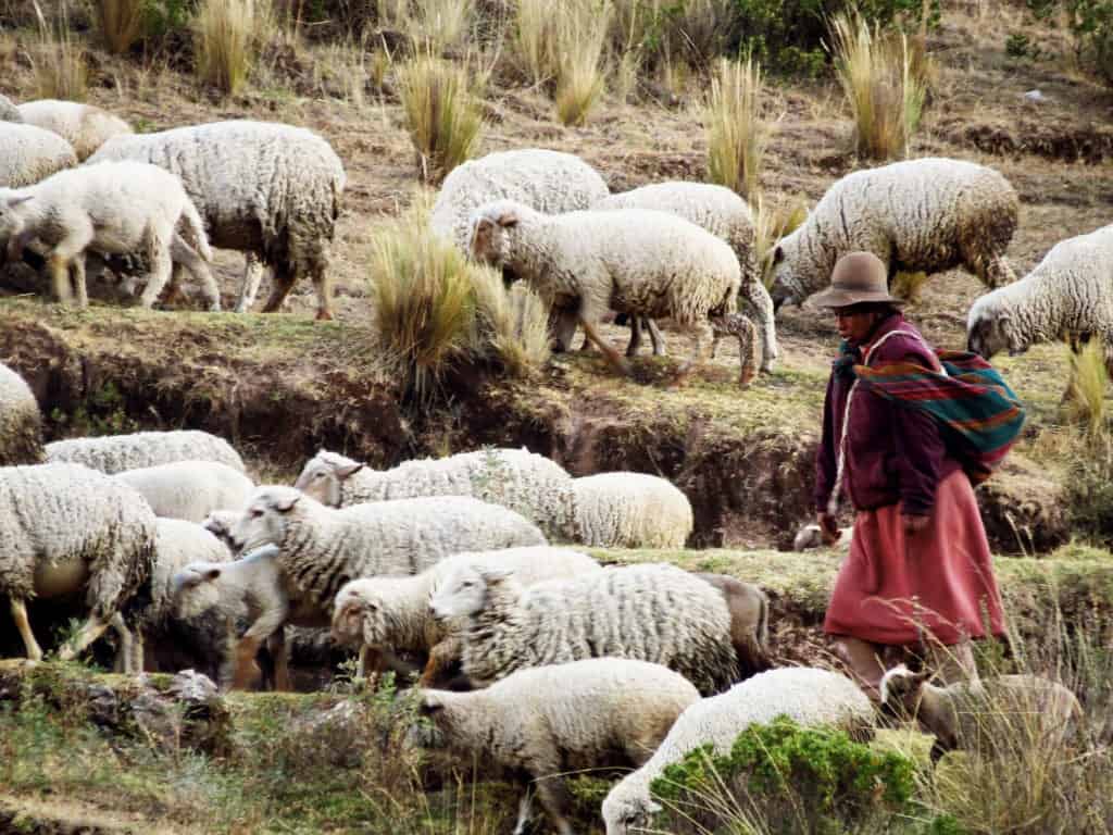 Sheep herding in the Andes