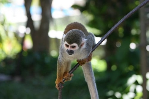 monkey in the iquitos rainforest of peru