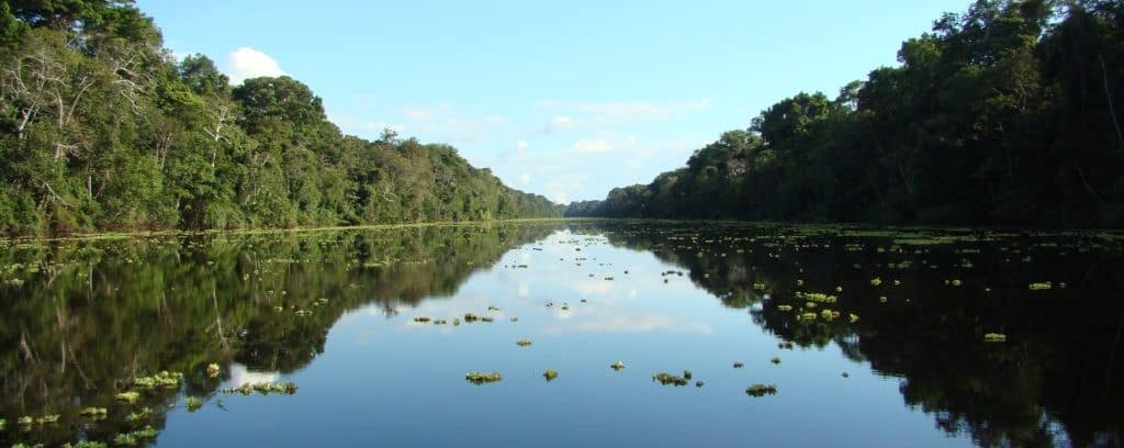 amazon rainforest river