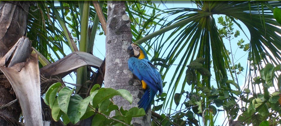 Parrot sitting on a tree in the jungle