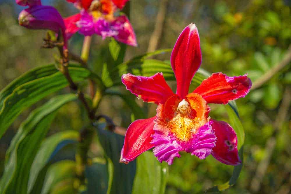 inca-trail-flora