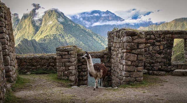 machu-picchu-llama