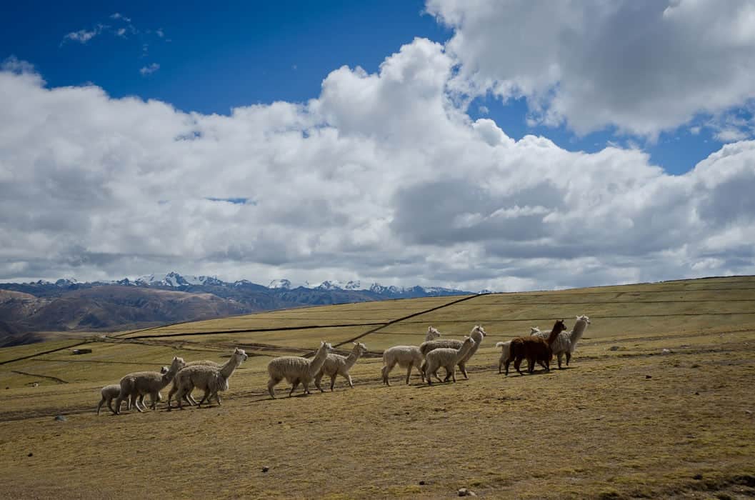 11rainbow-mountain-day-trip-alpacas