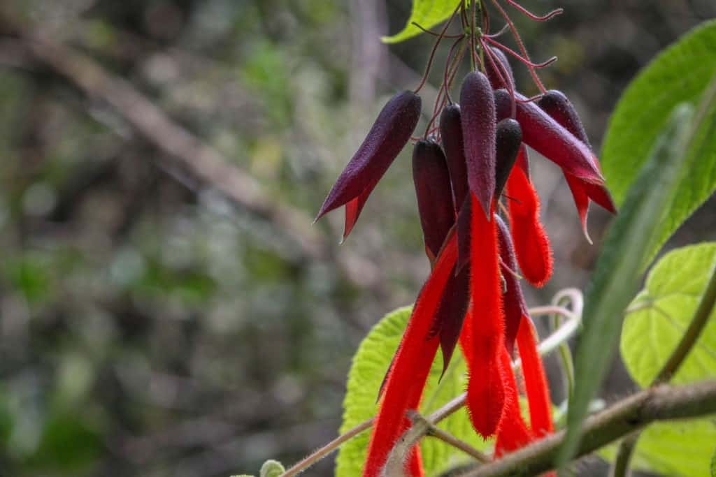 inca-trail-flora