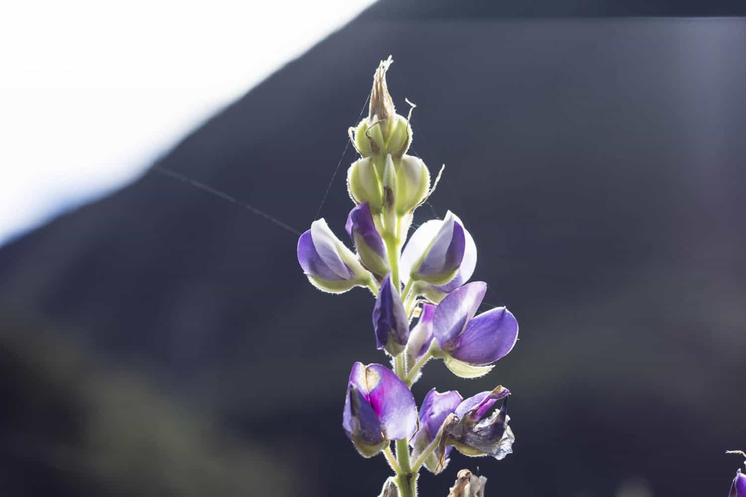 Salkantay trek flower