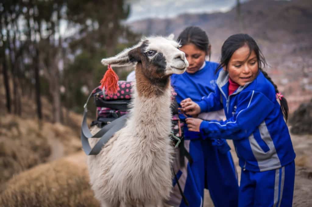 sustainable-peru-llama-kids