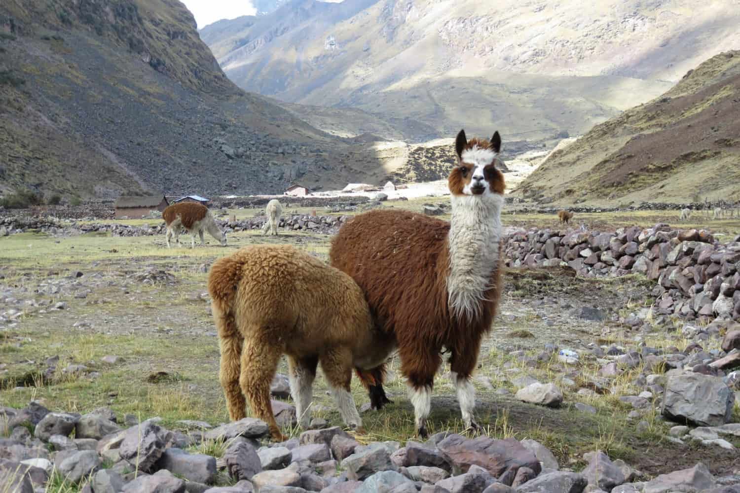 Alpacas Lares trek Peru