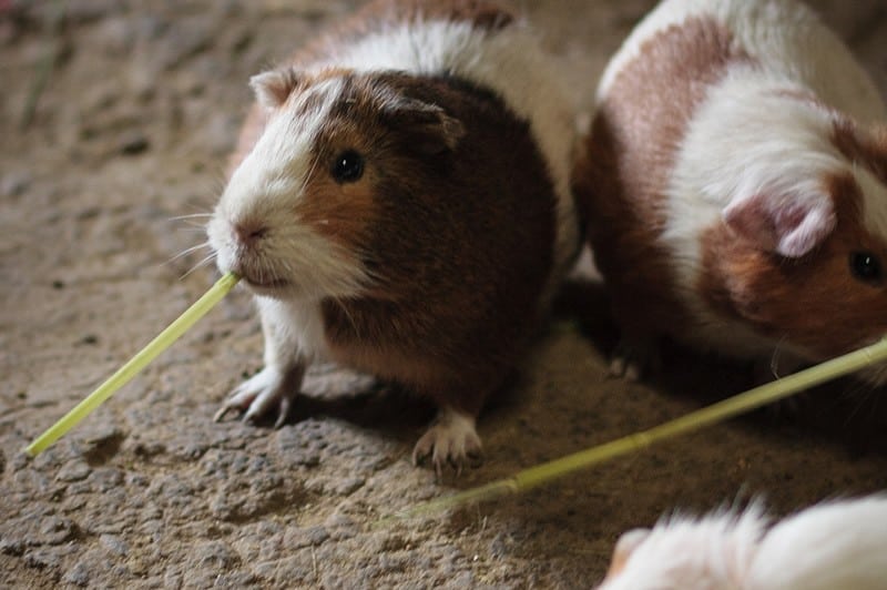 Chichubamba tour cuy guinea pigs