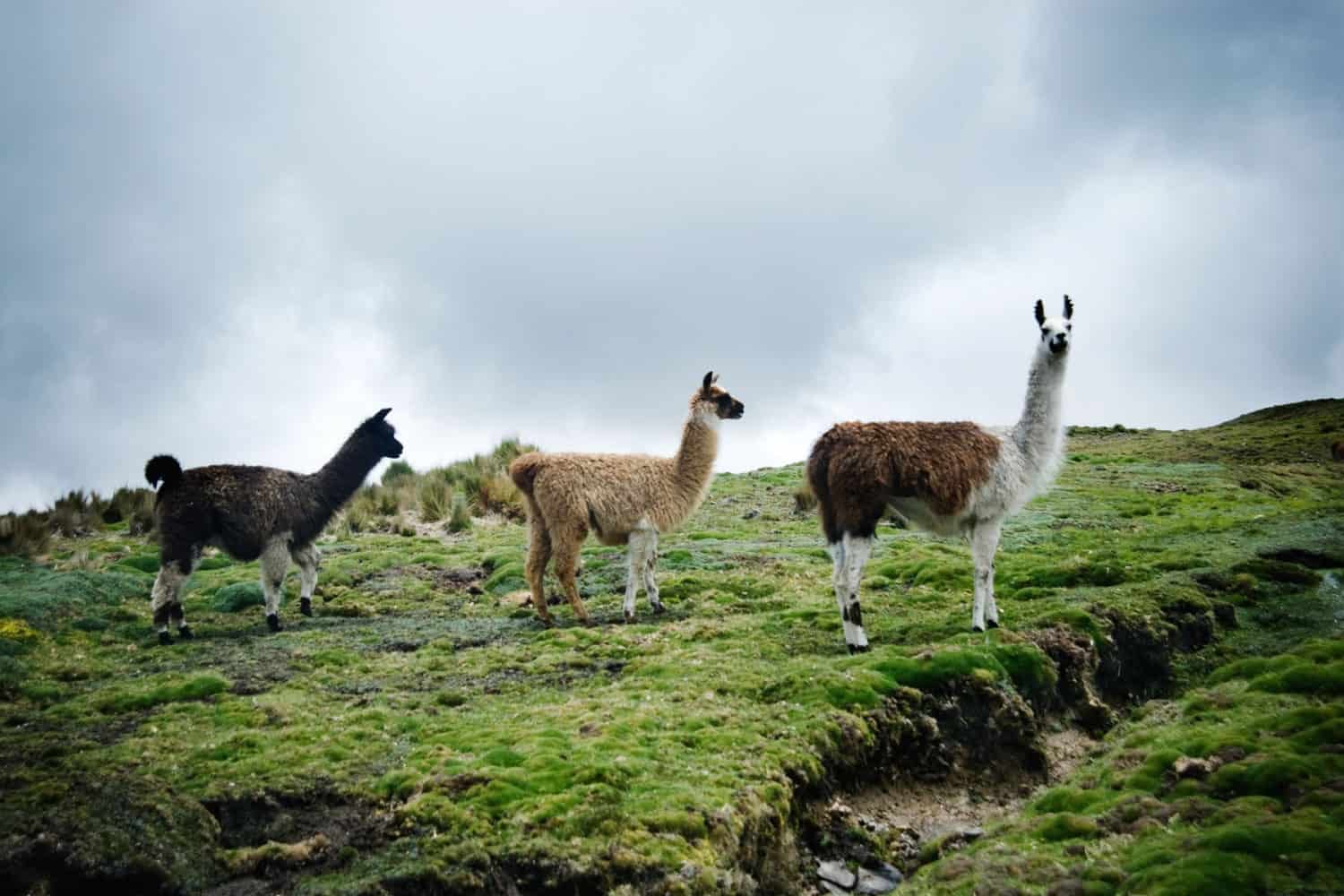 Lares trek llamas