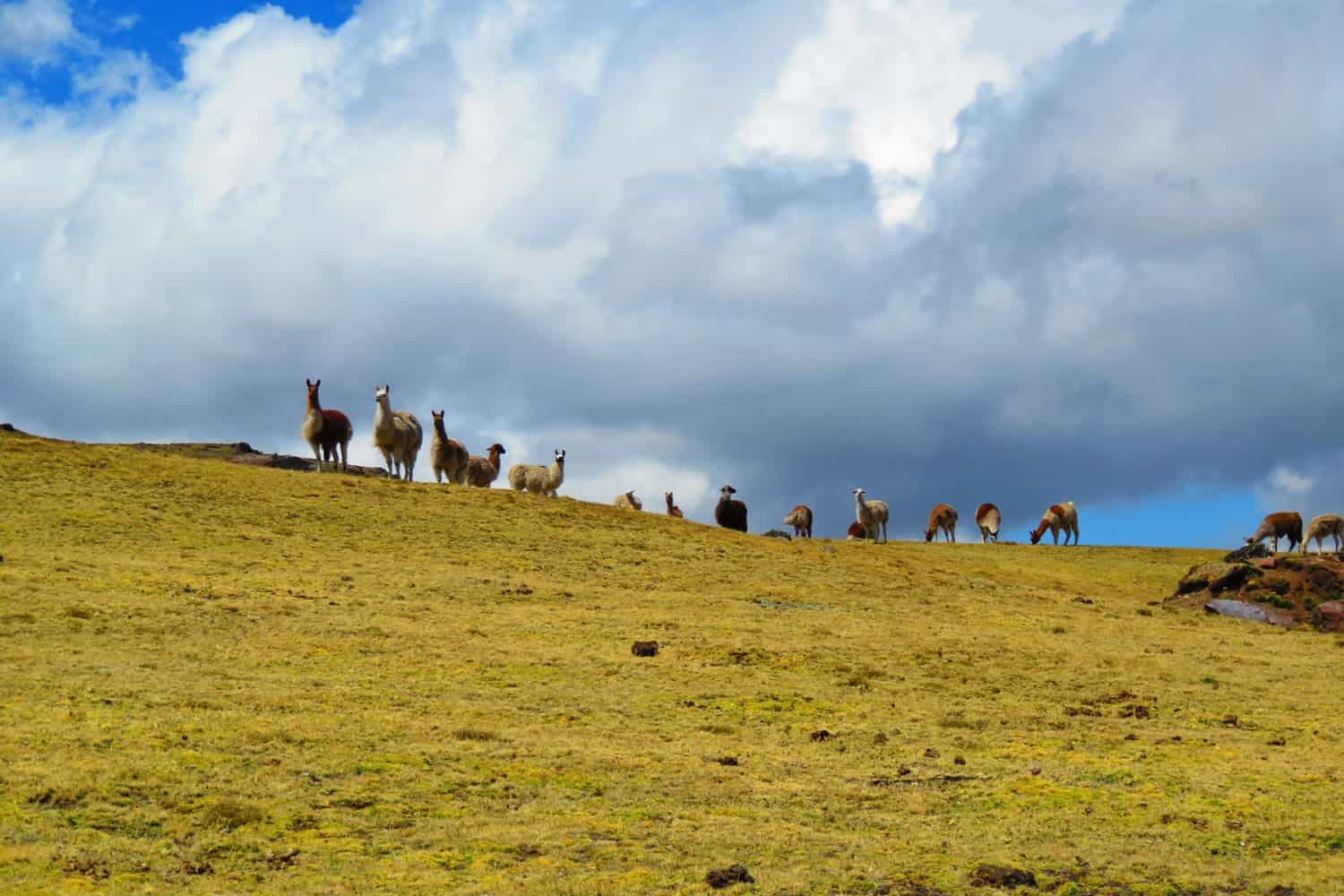 Lares trek group of alpacas