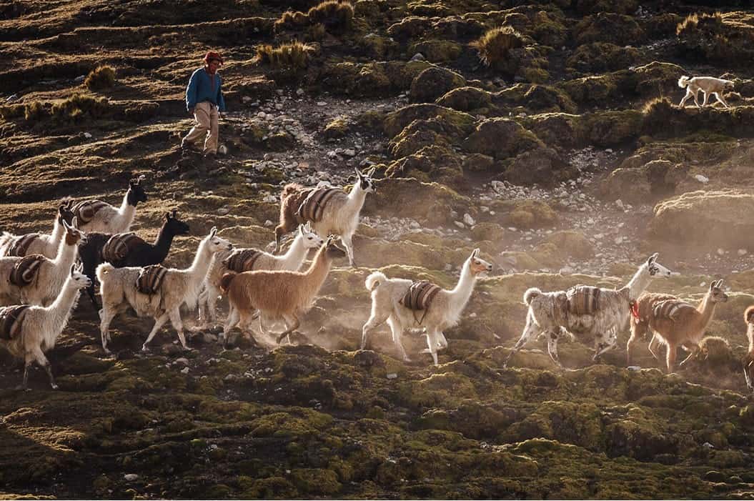 11llamas and alpacas Peru