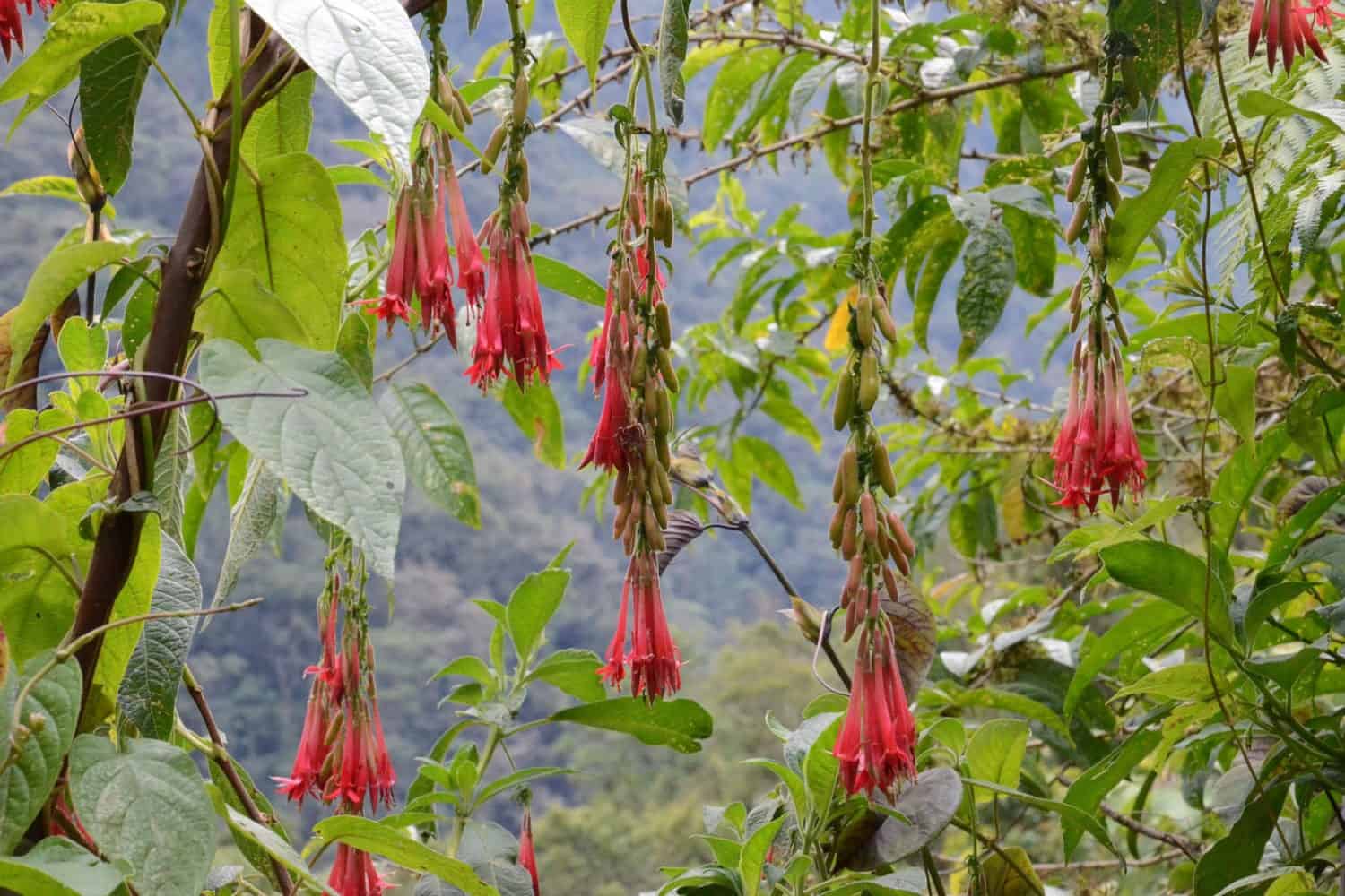 trek flowers