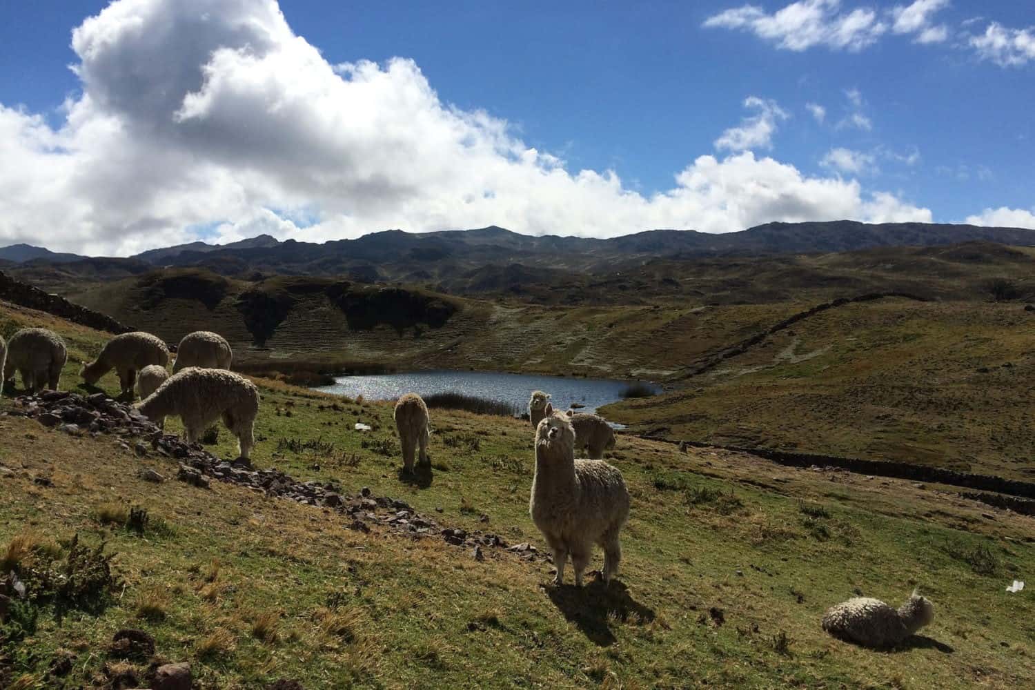 Chaullacocha alpacas llamas