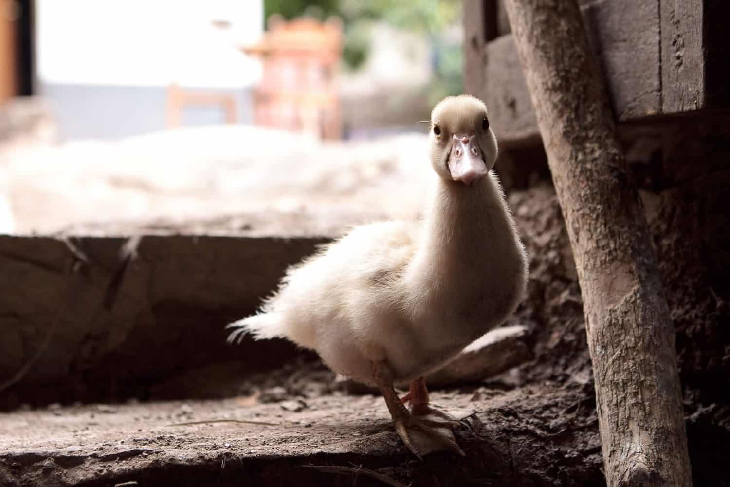 Lucmabamba homestay duckling