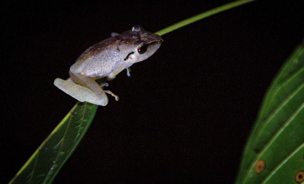 Peru jungle extension tour frog