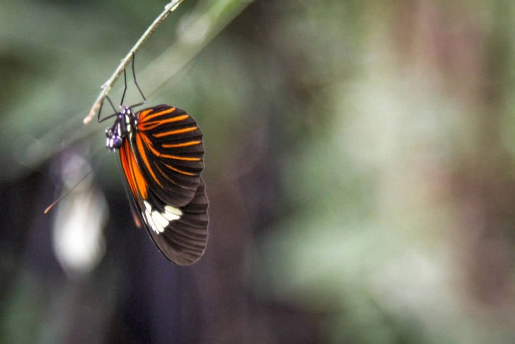 Peru jungle tour butterfly