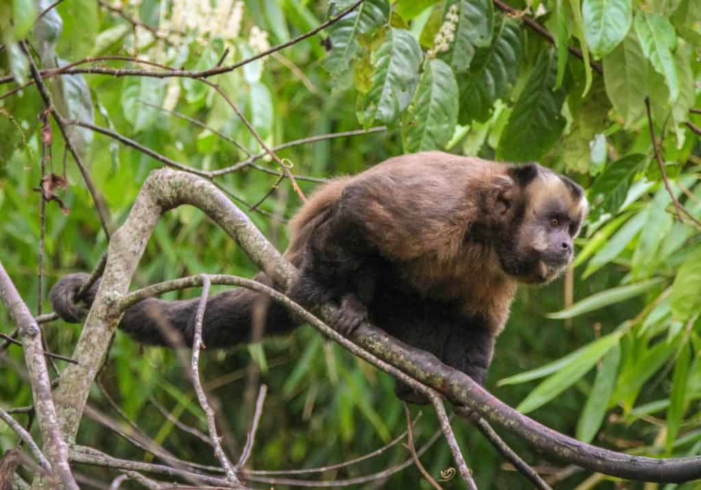 Peru jungle tour monkey