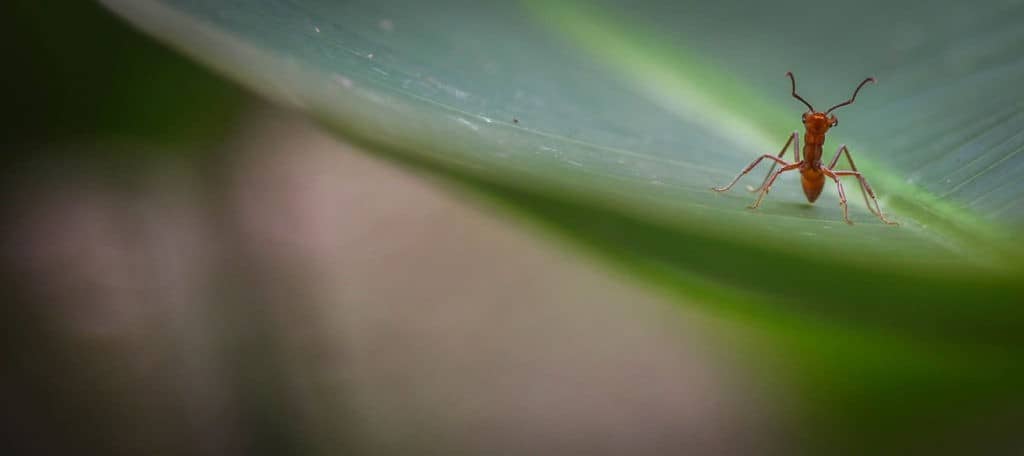 mosquitos in amazon