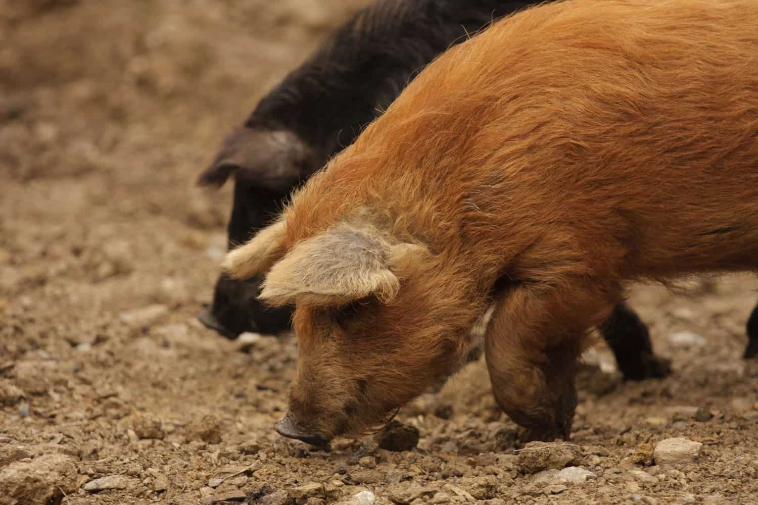 11homestay farm activities pigs