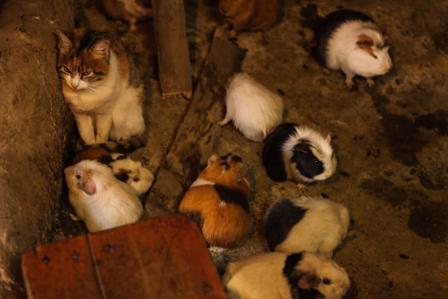 11homestay kitchen cat and guinea pigs