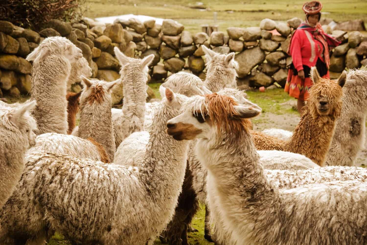 Lares to machu picchu