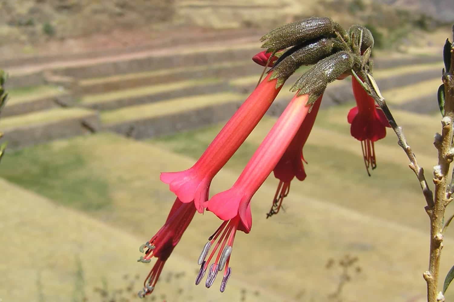 11kantu flower south valley peru