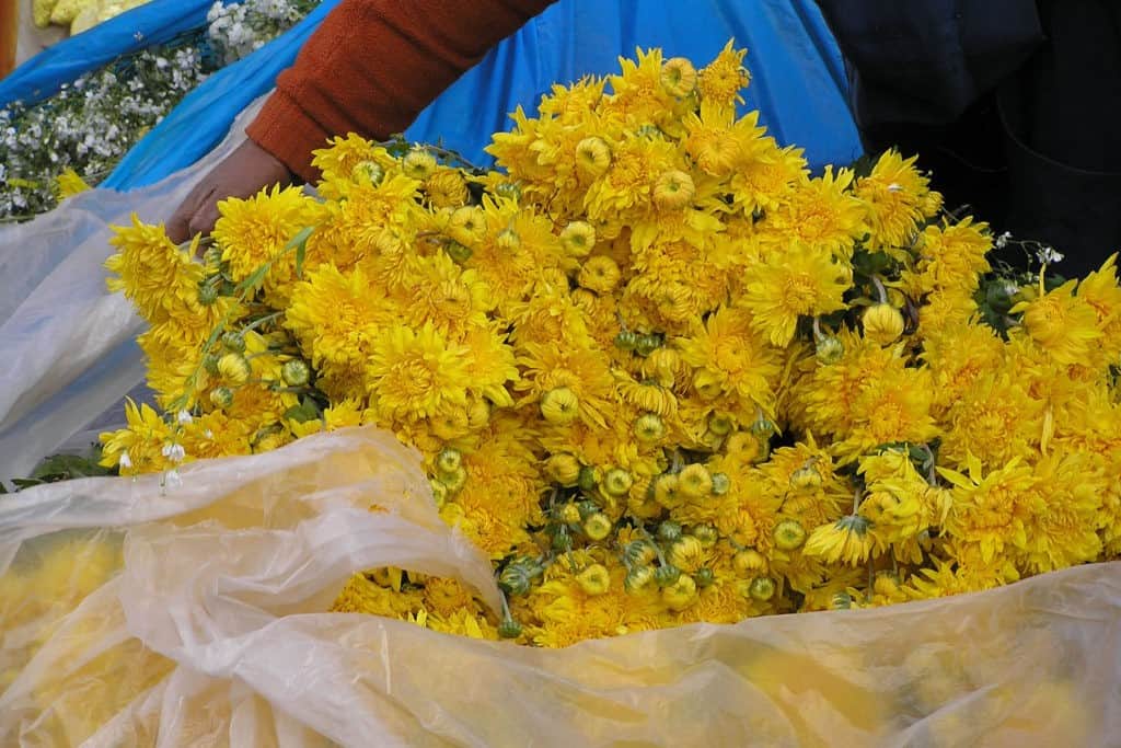 New years yellow Peru