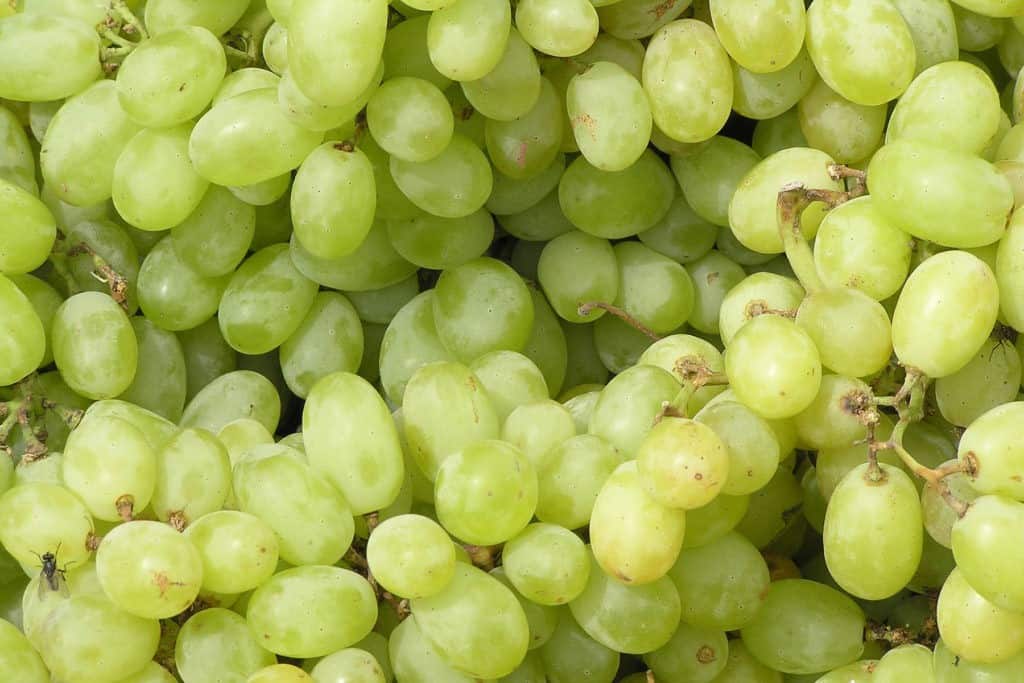 doce uvas 12 grapes New Years Peru