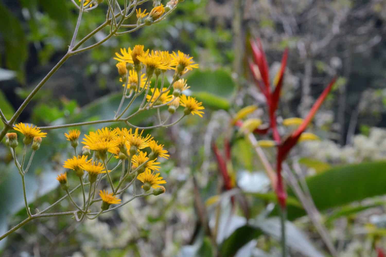 Vilcabamba flower