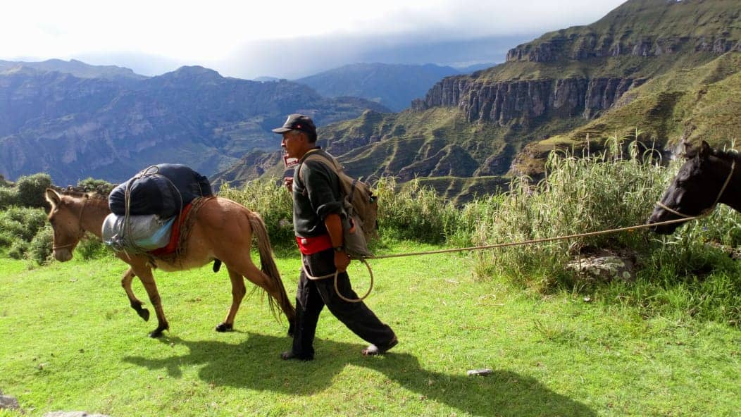 Mules at Waqra Pukara