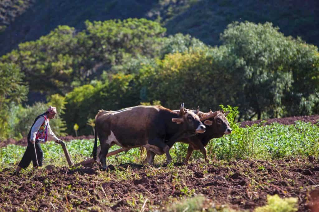 Man ploughing field in Peru/ responsible tourism examples