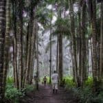 amazon-jungle-sustainable-tourism-peru (1) amazon rainforest