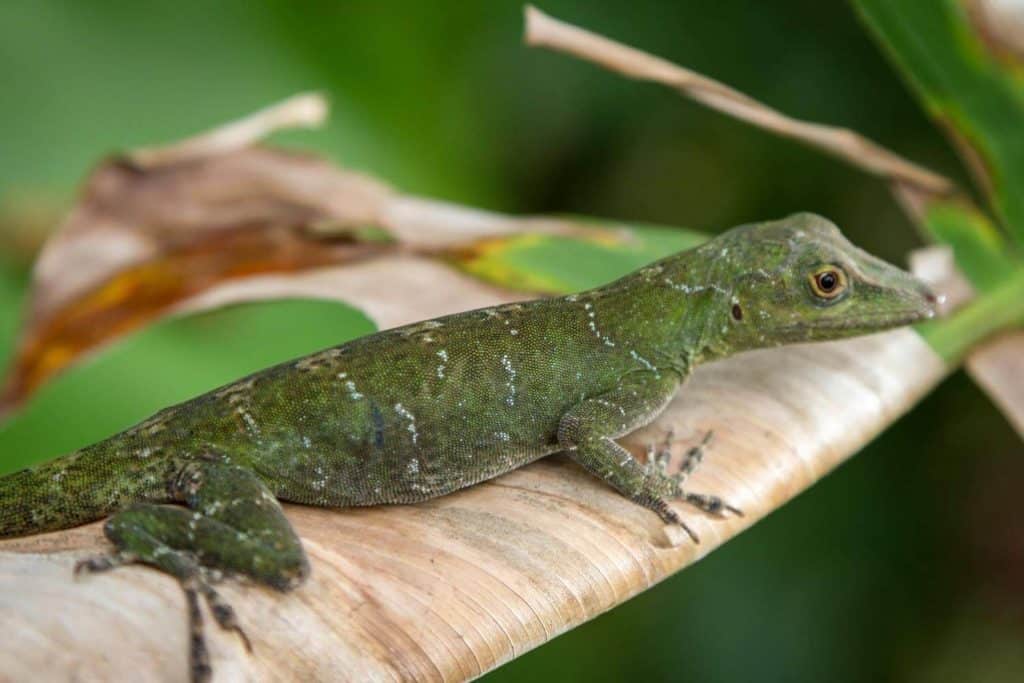 amazon wildlife