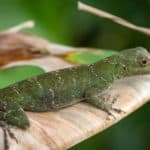 amazon-jungle-sustainable-tourism-peru (2) amazon wildlife